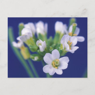 Carte Postale Arabidopsis Fleur Thaliana
