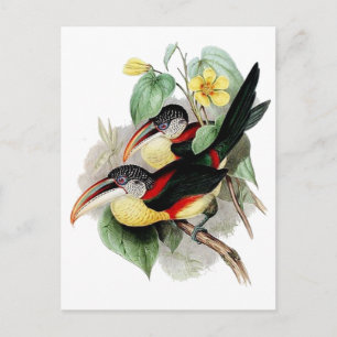Carte Postale Aracari à crampons