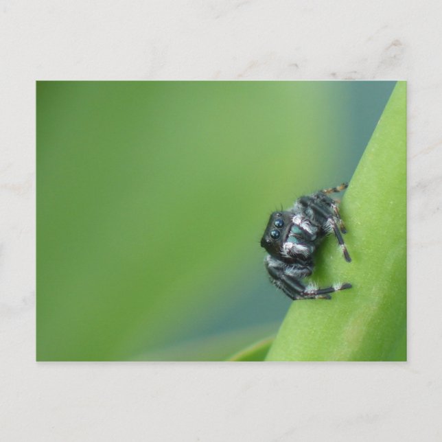 Carte postale Araignée (Devant)