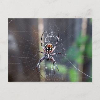 Carte Postale araignée