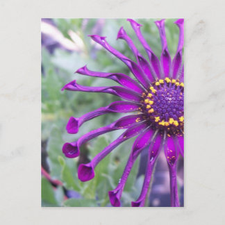 Carte Postale Araignée à fleurs violet