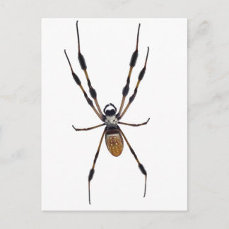 Carte Postale Araignée banane