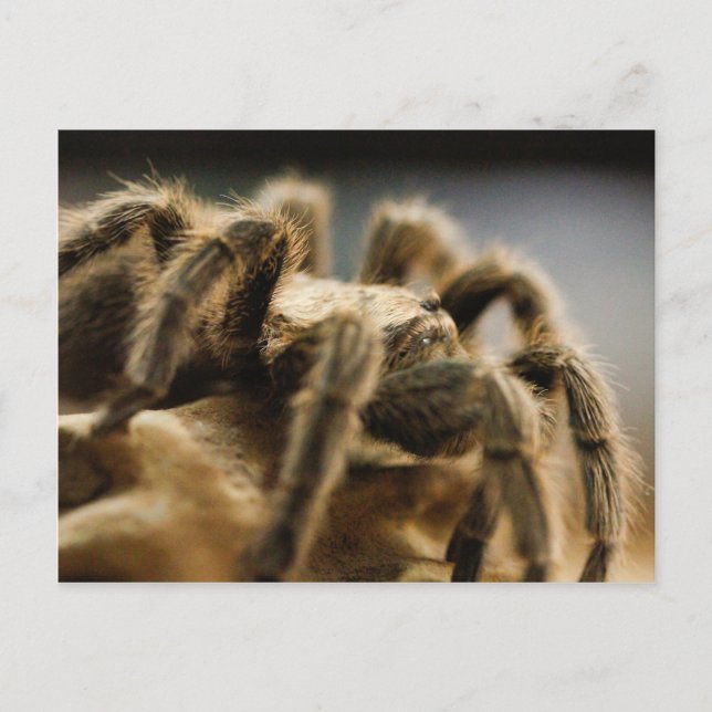 Carte Postale Araignée contemplative - Tarantula Art Image 8 (Devant)