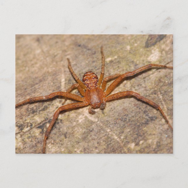 Carte Postale Araignée de crabe. (Devant)