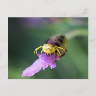 Carte Postale Araignée de crabe à fleurs