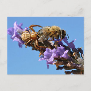 Carte Postale Araignée de crabe mangeant l'abeille