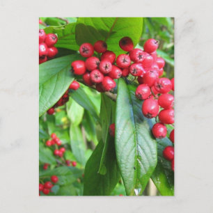 Carte Postale Araignée De Flamme Dans Valley Gardens Park