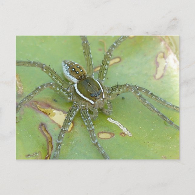 Carte postale Araignée de pêche à six points (Devant)