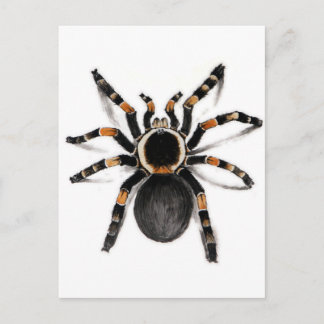 Carte Postale Araignée de Tarantula à bande rouge