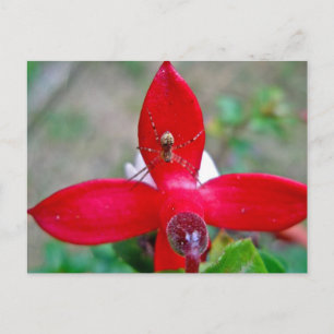 Carte Postale Araignée minuscule sur Fuschia miniature