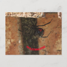 Carte Postale Araignée noire
