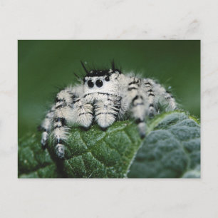 Carte Postale Araignée sauteuse Metaphid