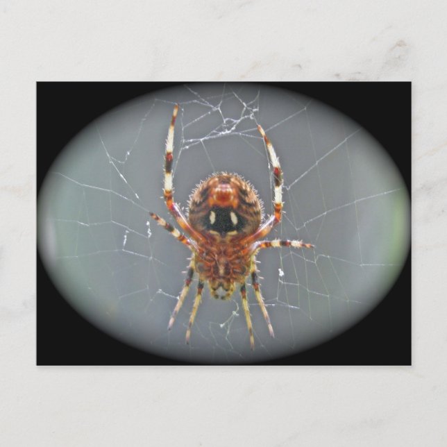 Carte postale Araneus Orb Weaver Spider (Devant)