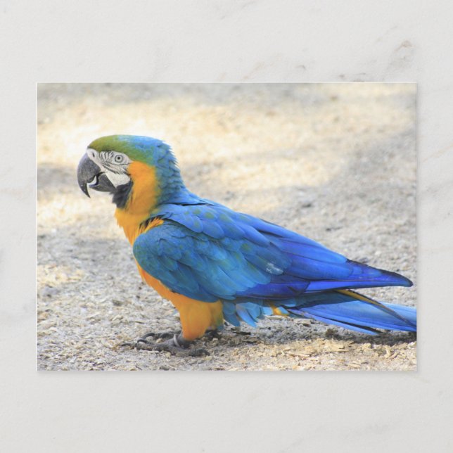 Carte Postale Arara, le vrai Carioca, citoyen de Rio de Janeiro (Devant)