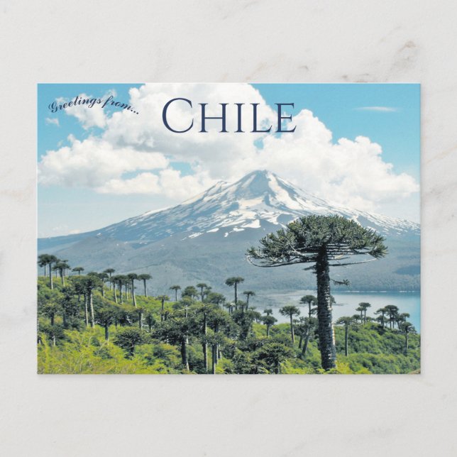 Carte Postale Araucaria Araucana Trees in Chile (Devant)