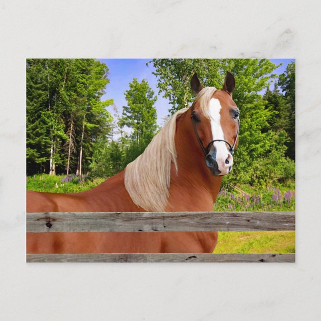 Carte postale "Arbella" (Devant)