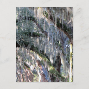 Carte Postale Arborescence