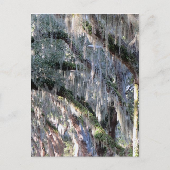 Carte Postale Arborescence (Devant)