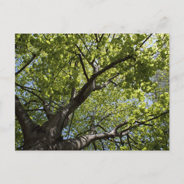Carte Postale Arbre (Devant)