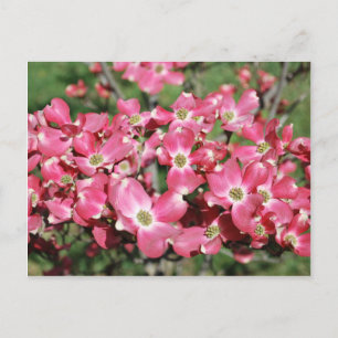 Carte Postale Arbre à bois de chien en fleurs