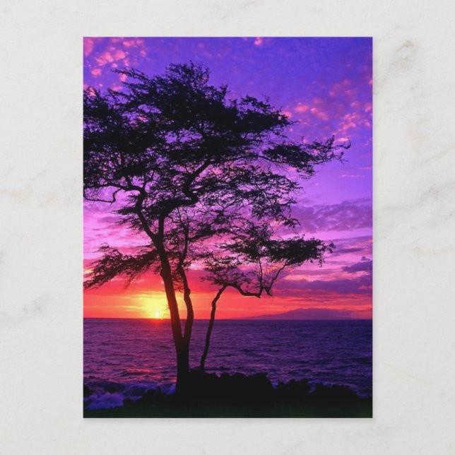 Carte Postale Arbre à coucher violet et rose (Devant)