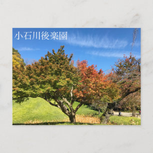 Carte Postale Arbre à érable coloré en automne