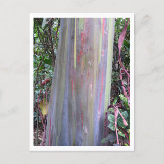 Carte Postale Arbre à eucalyptus arc-en-ciel