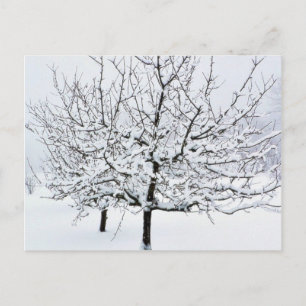 Carte Postale Arbre À Fruits En Vêtements D'Hiver
