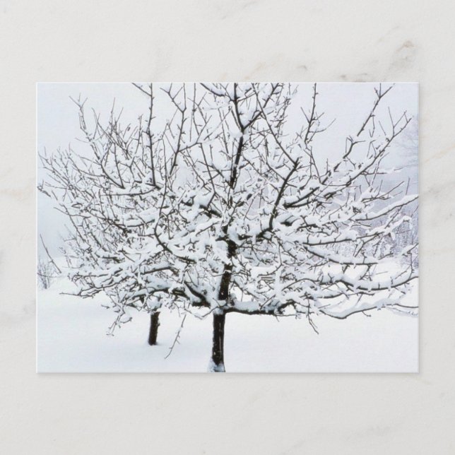 Carte Postale Arbre À Fruits En Vêtements D'Hiver (Devant)