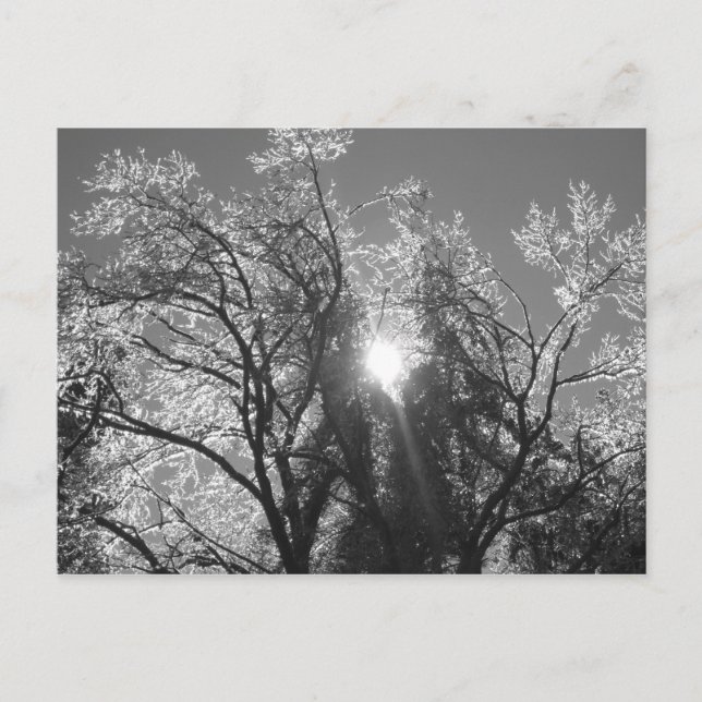 Carte Postale Arbre à glace (Devant)