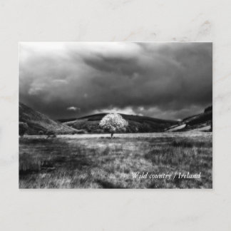 Carte Postale Arbre à la campagne