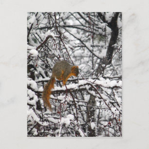 Carte Postale Arbre à neiges d'écureuil