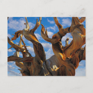 Carte Postale Arbre à pin bristlecone