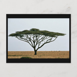 Carte Postale Arbre Acacia Thorn Umbrella