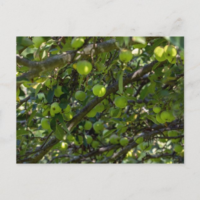 Carte Postale Arbre Apple (Devant)