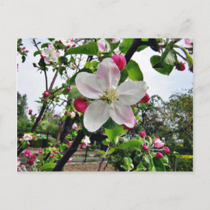 Carte Postale Arbre Apple En Blossom