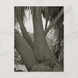 Carte Postale Arbre assise