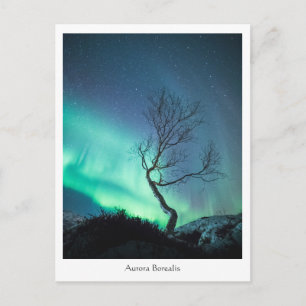 Carte Postale Arbre aurora boréal