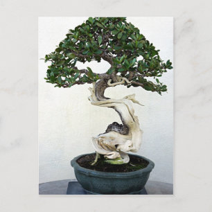 Carte Postale Arbre bonsai