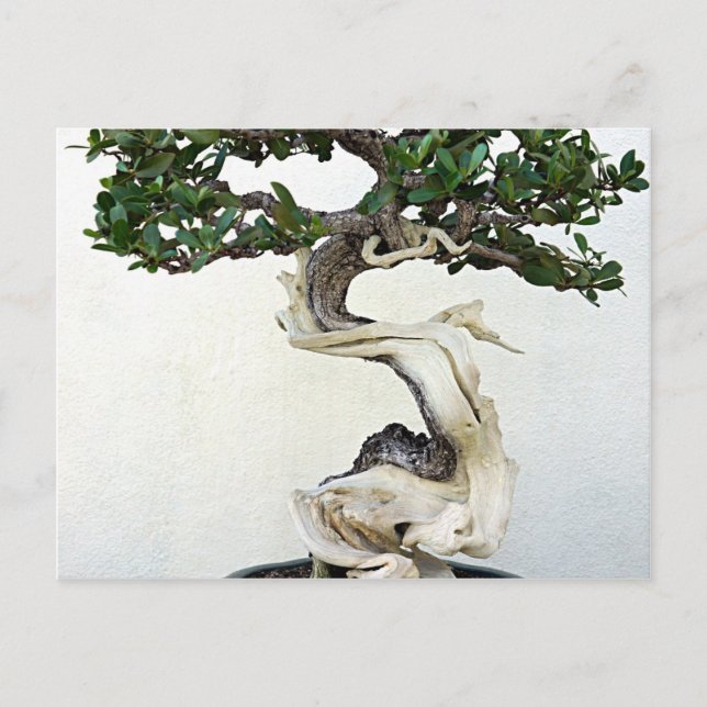 Carte Postale Arbre bonsai (Devant)