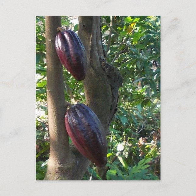 Carte postale Arbre Cacao (Devant)