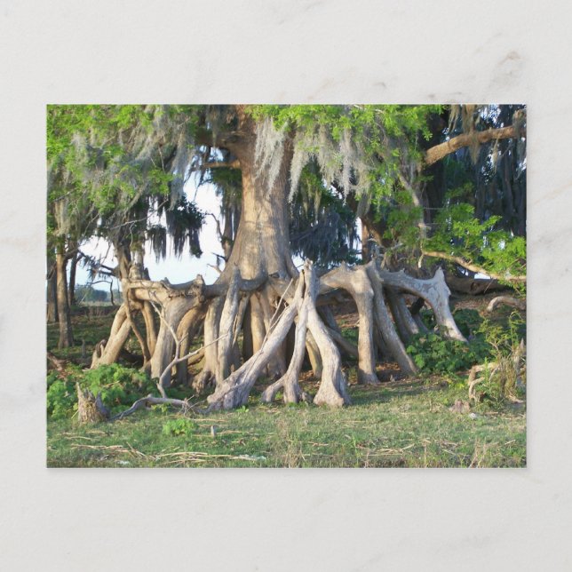 Carte Postale Arbre Cypress (Devant)