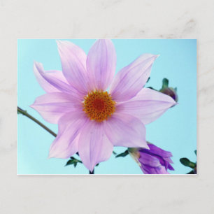 Carte Postale Arbre Dahlia