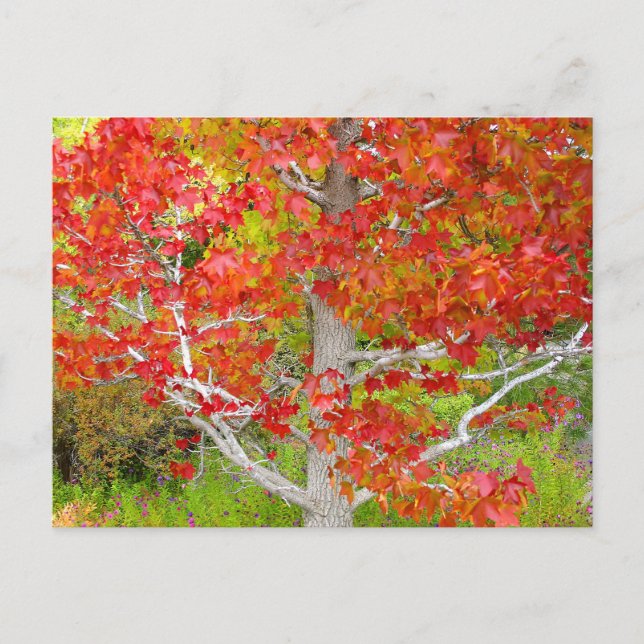 Carte Postale Arbre d'ambre liquide d'automne (Devant)