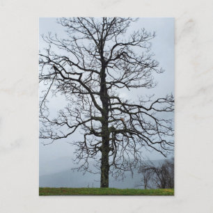 Carte Postale Arbre dans le brouillard sur la promenade Blue Rid
