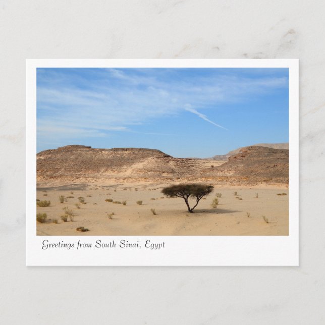 Carte Postale Arbre dans le désert, Sud Sinaï, Egypte (Devant)