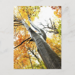 Carte Postale Arbre d'automne