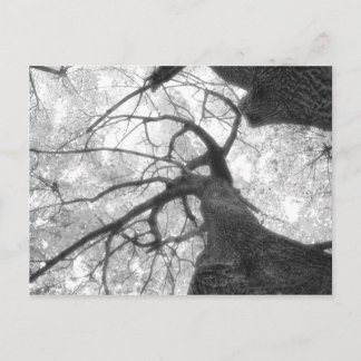 Carte Postale Arbre d'automne en noir et blanc