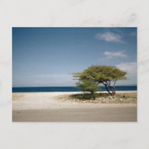 Carte Postale Arbre de Bonaire