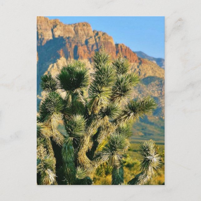 Carte Postale Arbre de cactus (Devant)